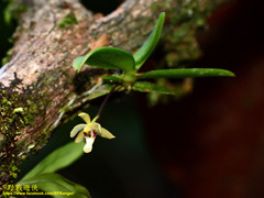 Brachypeza pallida