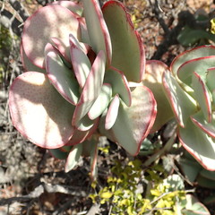 Crassula arborescens