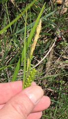 Carex microdonta