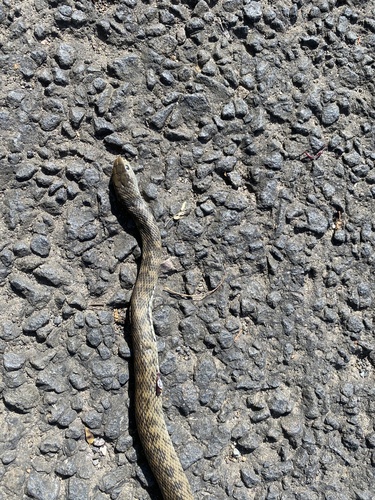 Rough-scaled Snake sighting