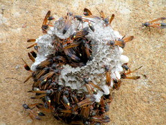 Belonogaster petiolata