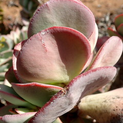 Crassula arborescens
