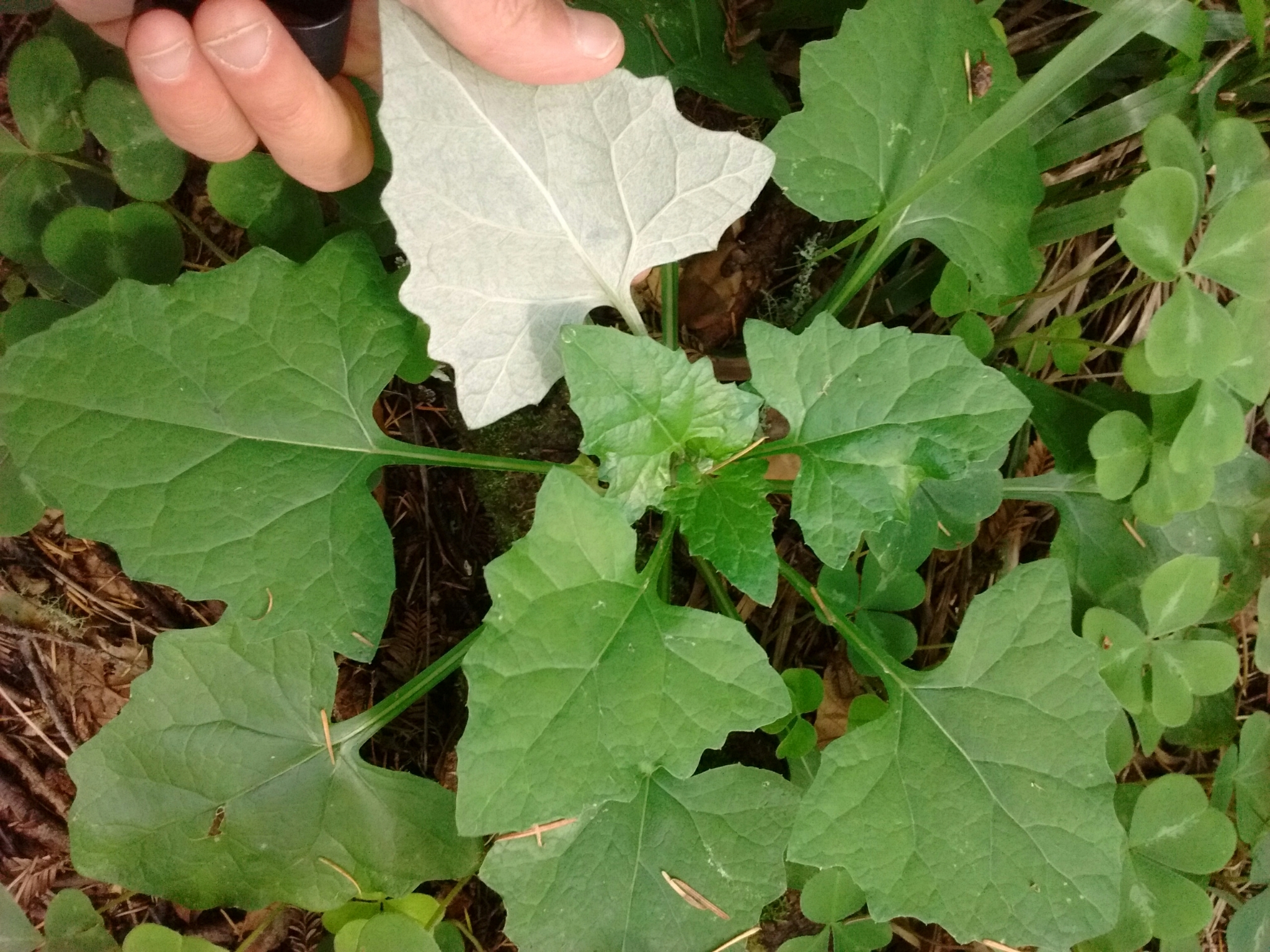 Adenocaulon bicolor