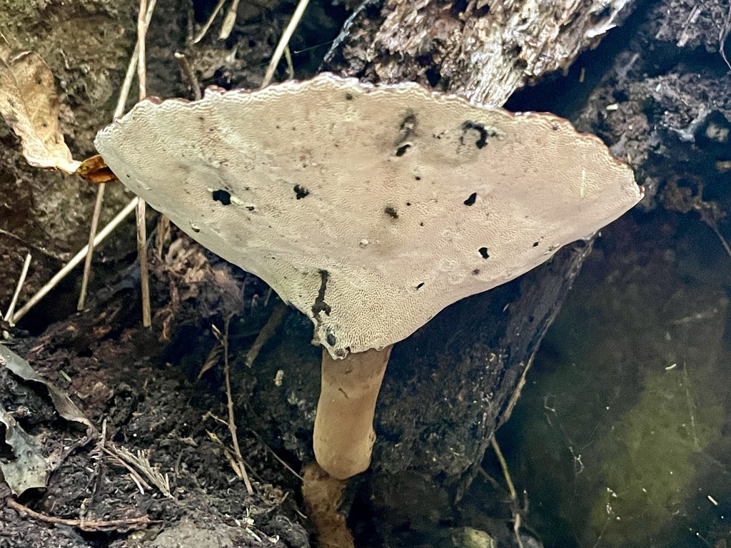 red-staining stalked polypore from Steavenson Falls Natural Features ...