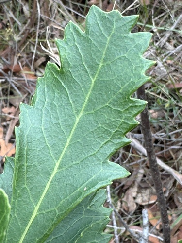 Foto de Waratah