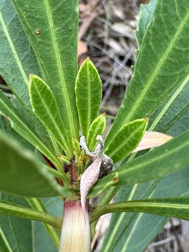 Waratah