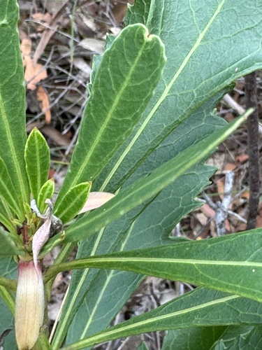 Foto de Waratah