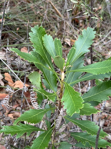 Foto de Waratah