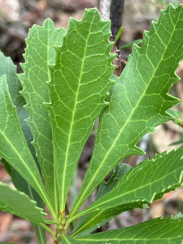 Foto de Waratah