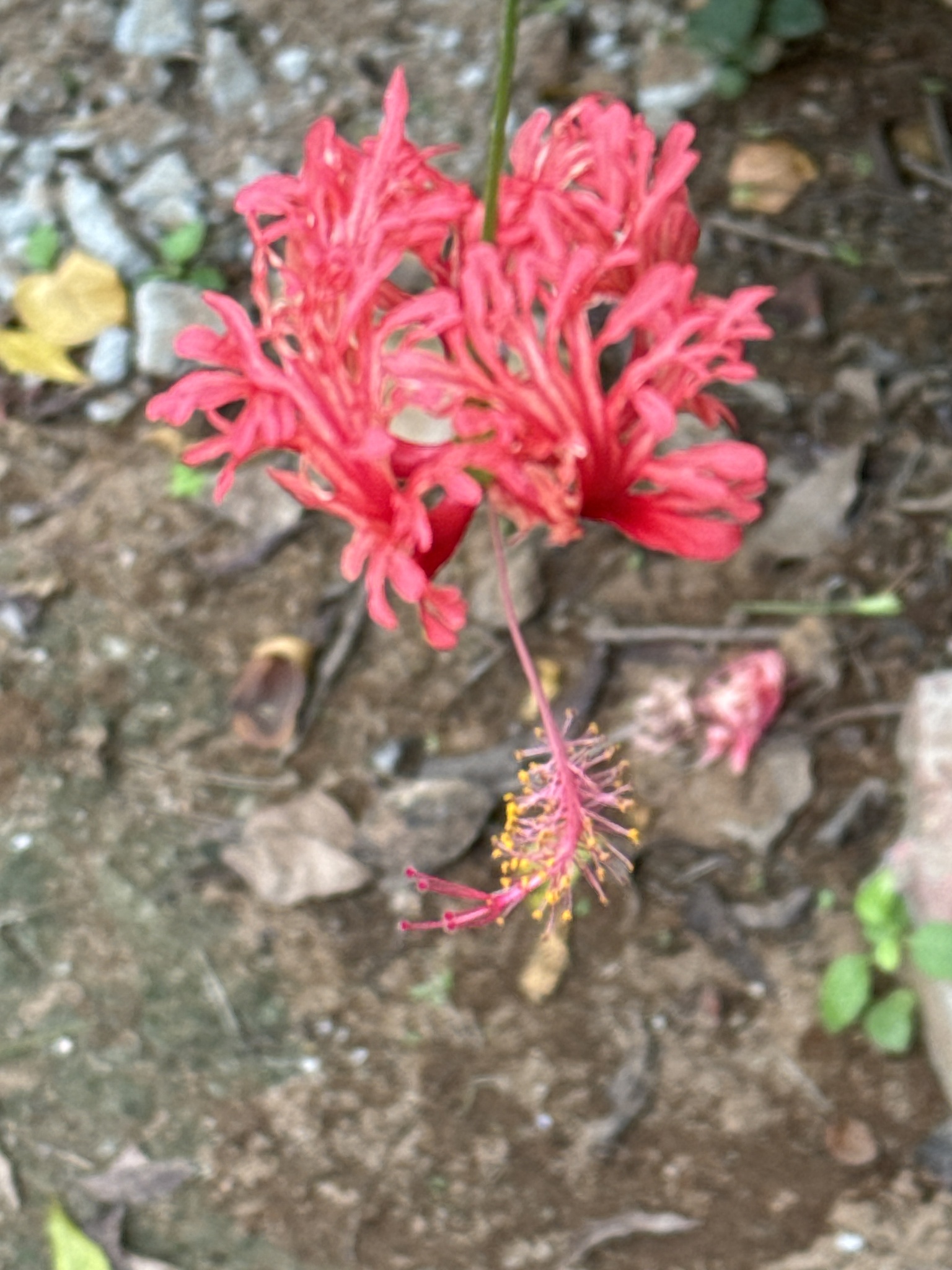 Imagem de Hibisco-aranha