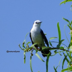 Fluvicola albiventer