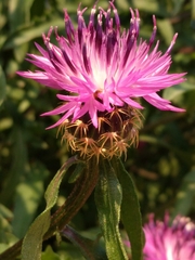 Centaurea aspera pseudosphaerocephala