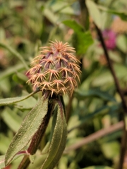 Centaurea aspera pseudosphaerocephala