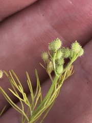 Spermolepis echinata