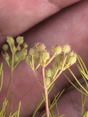 Spermolepis echinata