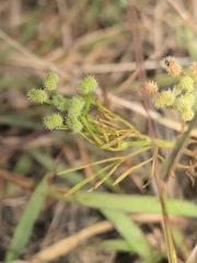 Spermolepis echinata