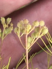 Spermolepis echinata