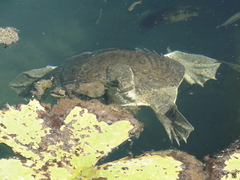 Apalone spinifera atra