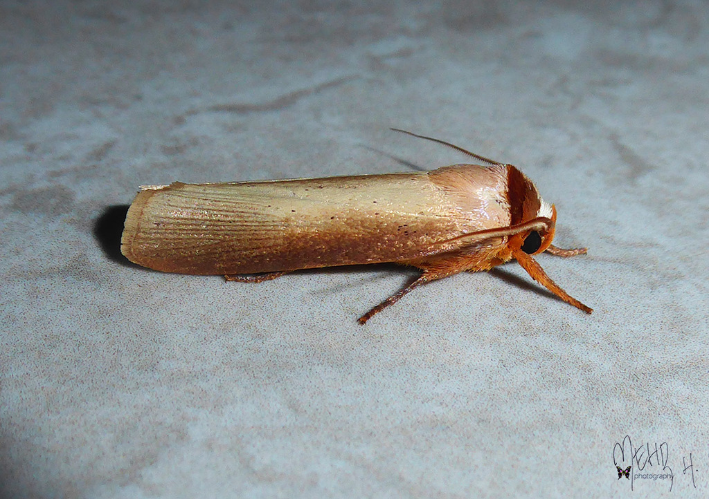 Cryptophasa phaeochtha (Cryptophasa phaeochtha)