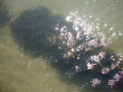 Fucus ceranoides