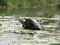 Apalone spinifera atra