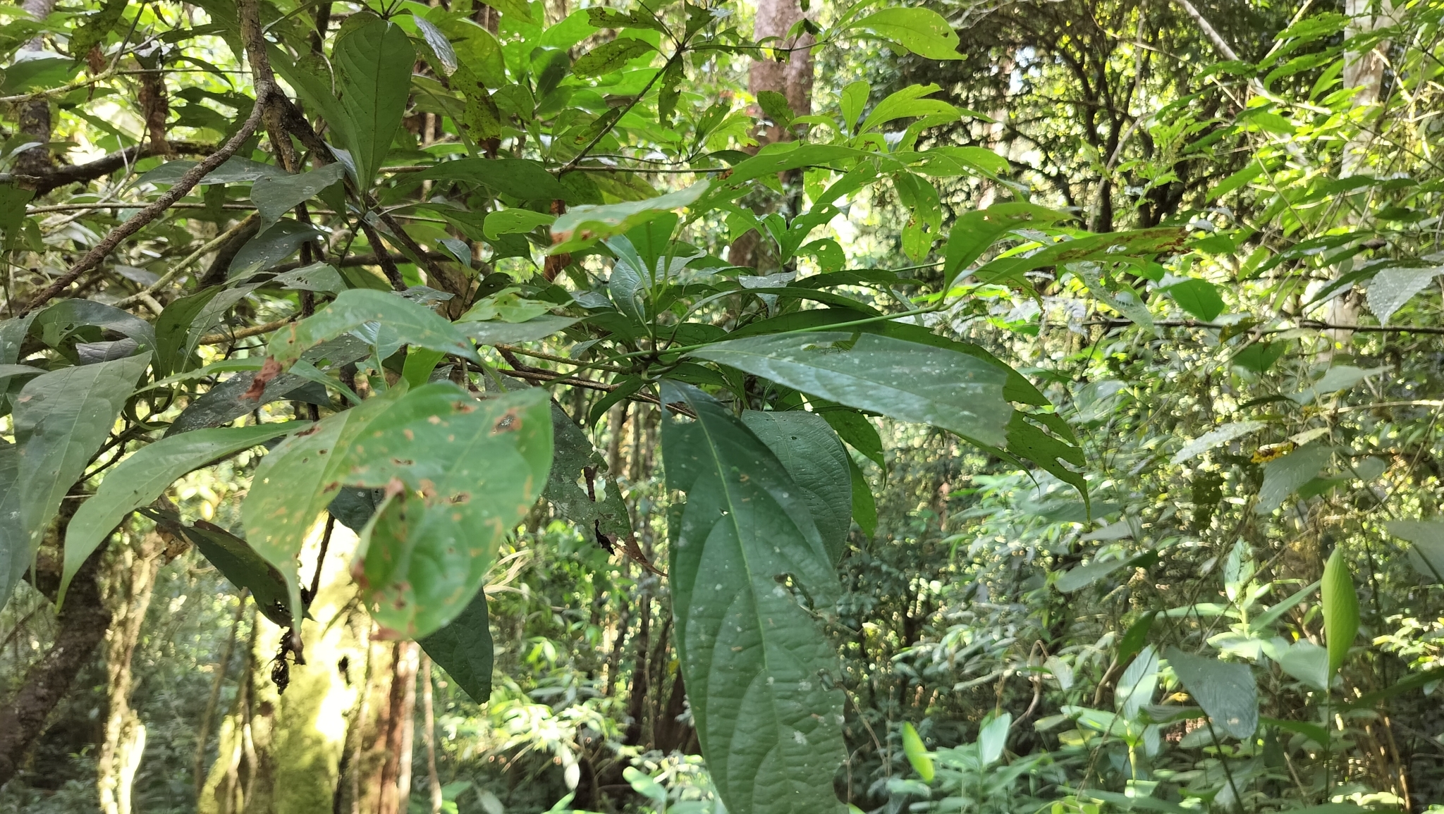 Phoebe lanceolata