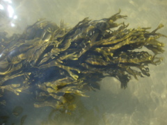 Fucus ceranoides
