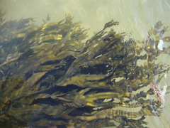 Fucus ceranoides