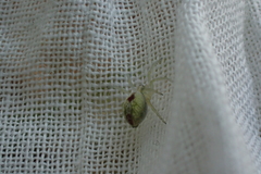 Nigma puella