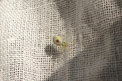 Nigma puella
