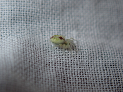 Nigma puella