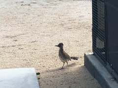 Geococcyx californianus