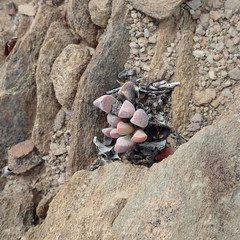 Cerochlamys pachyphylla