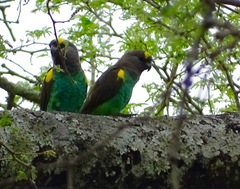 Poicephalus meyeri
