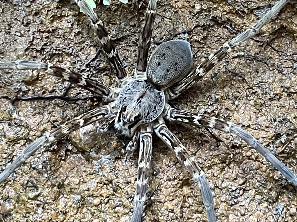 Dolomedes titan