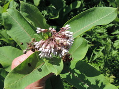 Asclepias syriaca