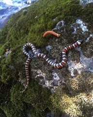 Lampropeltis zonata