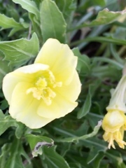 Oenothera macrocarpa