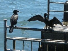 Nannopterum brasilianum brasilianum