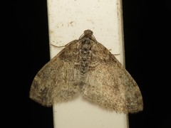 Lobophora halterata
