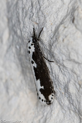 Ethmia semilugens