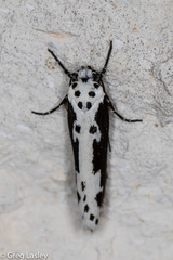 Ethmia semilugens