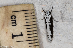 Ethmia semilugens