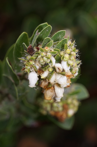 Green Witch Manzanita