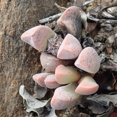 Cerochlamys pachyphylla