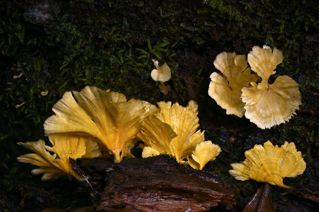 Cotylidia aurantiaca