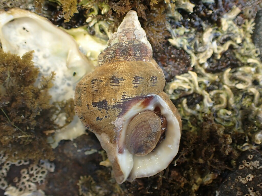 Ranella