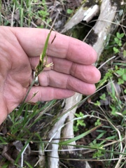 Scleria oligantha