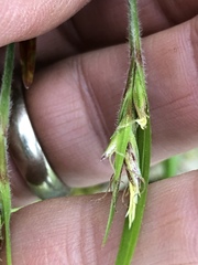 Scleria oligantha
