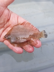 Fringed Flounder photo 3